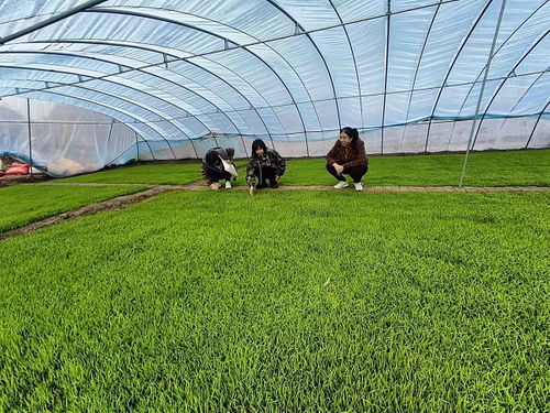 齊齊哈爾市碾子山區多措并舉，力促春耕備耕與農作物種子生產